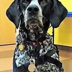 A dog with a harness on sitting in front of a wall.