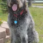 A dog sitting in the grass with its tongue hanging out.