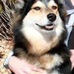 A dog is sitting in someone 's arms.