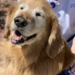 A dog is smiling for the camera while being petted.