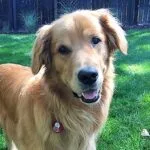 A dog standing in the grass with its head tilted to the side.