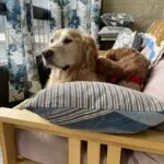 A dog sitting on top of a bed next to pillows.