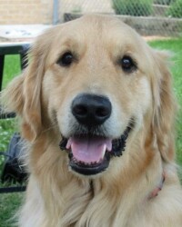 A close up of a dog with its tongue hanging out