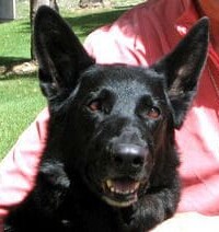 A black dog laying on top of a pink blanket.