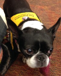 A black and white dog wearing a yellow harness.