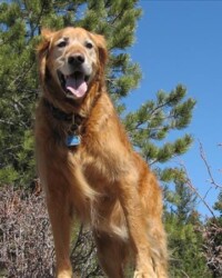 A dog standing on top of a tree.