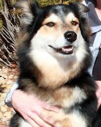 A dog is sitting in someone 's arms.