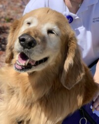 A dog is smiling for the camera while being petted.