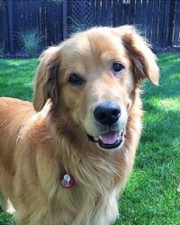 A dog standing in the grass with its head tilted to the side.